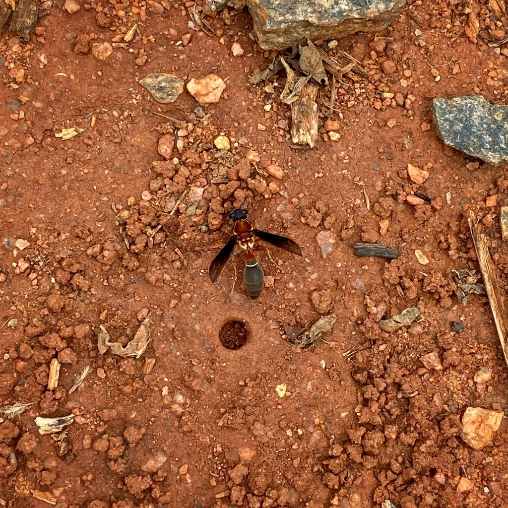 Montezumia nigriceps