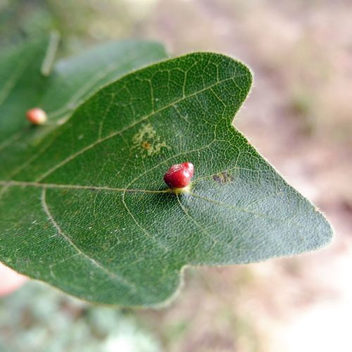 solitary maple leaf gall mite