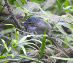 Trochocercus cyanomelas