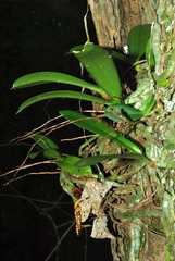 Mystacidium venosum