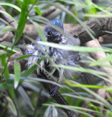 Trochocercus cyanomelas