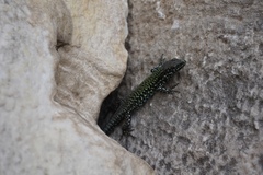 Podarcis muralis nigriventris
