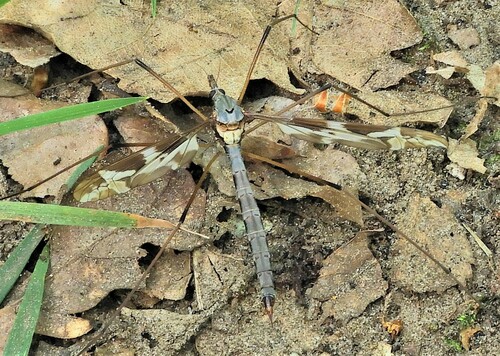 Giant cranefly, Valkenswaard, Nederland, photo 6 of 10