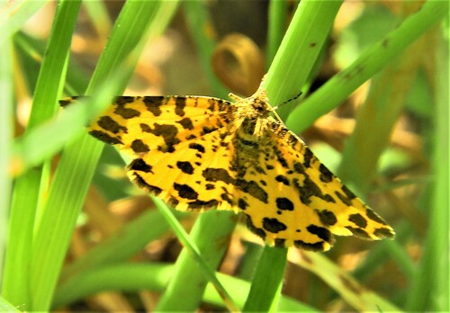 Speckled Yellow, Valkenswaard, Nederland, photo 6 of 10