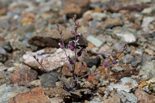 Image of Streptanthus batrachopus by (c) Arvel Hernandez, some rights reserved (CC BY)