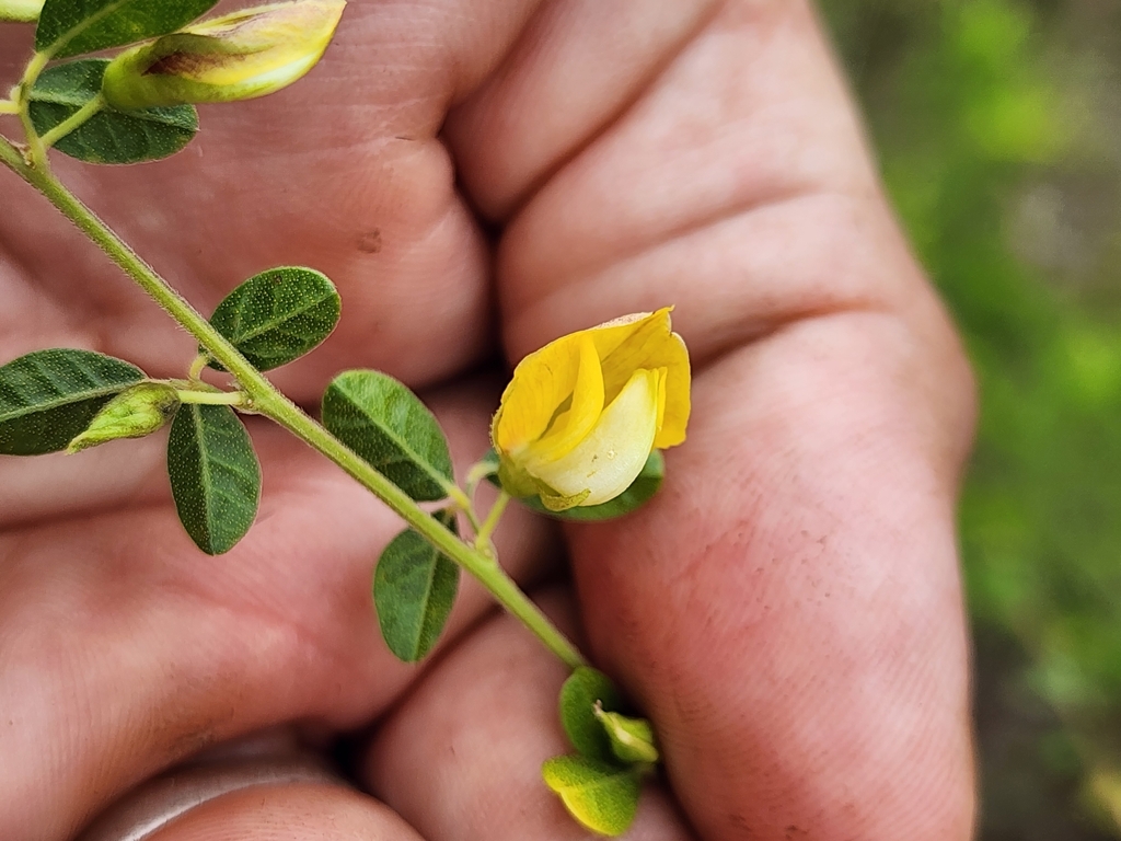 Rhynchosia cytisoides; photograph (c) Scott Allen Davis, some rights reserved (CC BY)