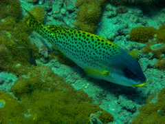 Plectorhinchus gaterinus