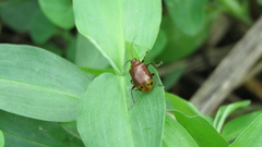 Gallerucida singularis