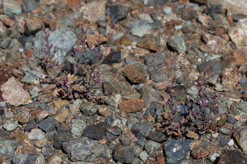 Image of Streptanthus batrachopus by (c) Arvel Hernandez, some rights reserved (CC BY)