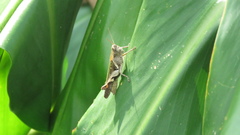 Xenocatantops brachycerus