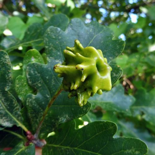 Knopper Gall Wasp photo 3