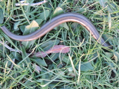 Chalcides mertensi