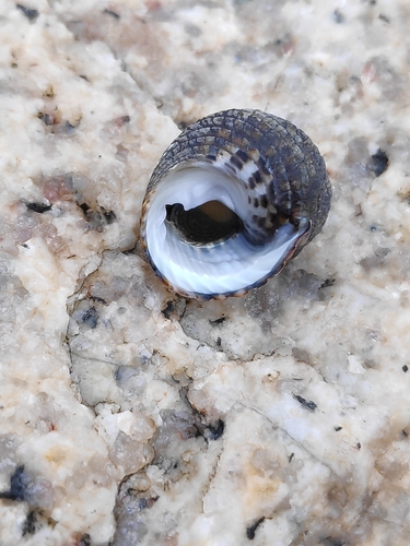 Lipped Periwinkle