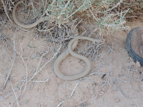 Forskal Sand Snake