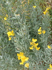 Calobota cytisoides