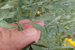 Calobota cytisoides