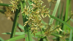 Cyperus pilosus