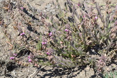 Polygala rhinostigma
