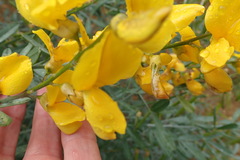 Calobota cytisoides