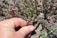 Polygala rhinostigma