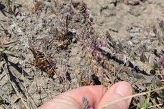 Polygala rhinostigma