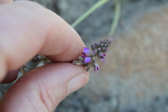 Polygala rhinostigma