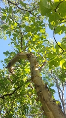 Burseraceae