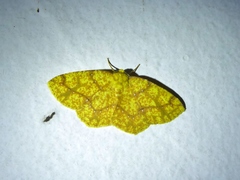 Periclina