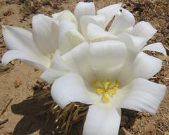 Gethyllis campanulata