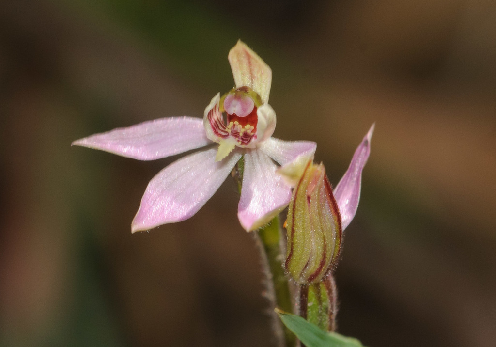 Caladenia mentiens