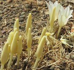 Gethyllis campanulata