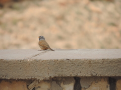 Emberiza sahari