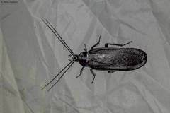 Deropeltis madecassa