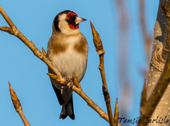 Carduelis carduelis