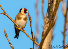 Carduelis carduelis