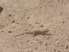 Ophisops occidentalis