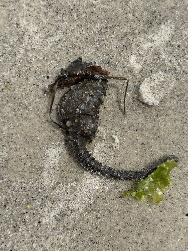 Northern Seahorse photographed in Connecticut