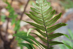 Dryopteris cycadina