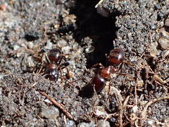 Camponotus emarginatus
