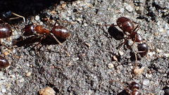Camponotus emarginatus