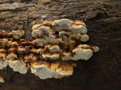 Neoantrodia serialis image
