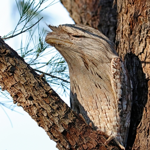 Tawny Frogmouth, photo 2 of 9