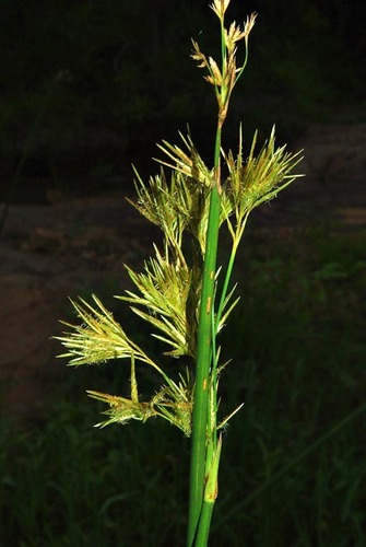 Cyperus articulatus image