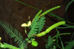 Aeschynomene stipitata