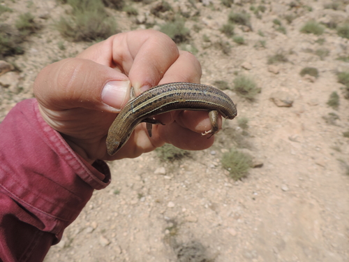 Bridled Skink