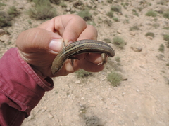 Heremites vittatus
