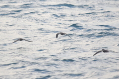 Hydrobates monorhis