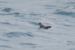 Hydrobates monorhis