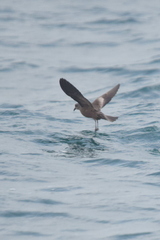 Hydrobates monorhis