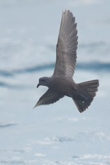 Hydrobates monorhis